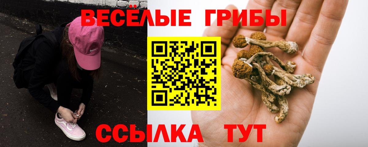 Галлюциногенные грибы Psilocybine cubensis Кохма